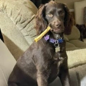 Meet your Posher, James